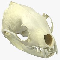White Breasted Marten Skull and Jaw 02