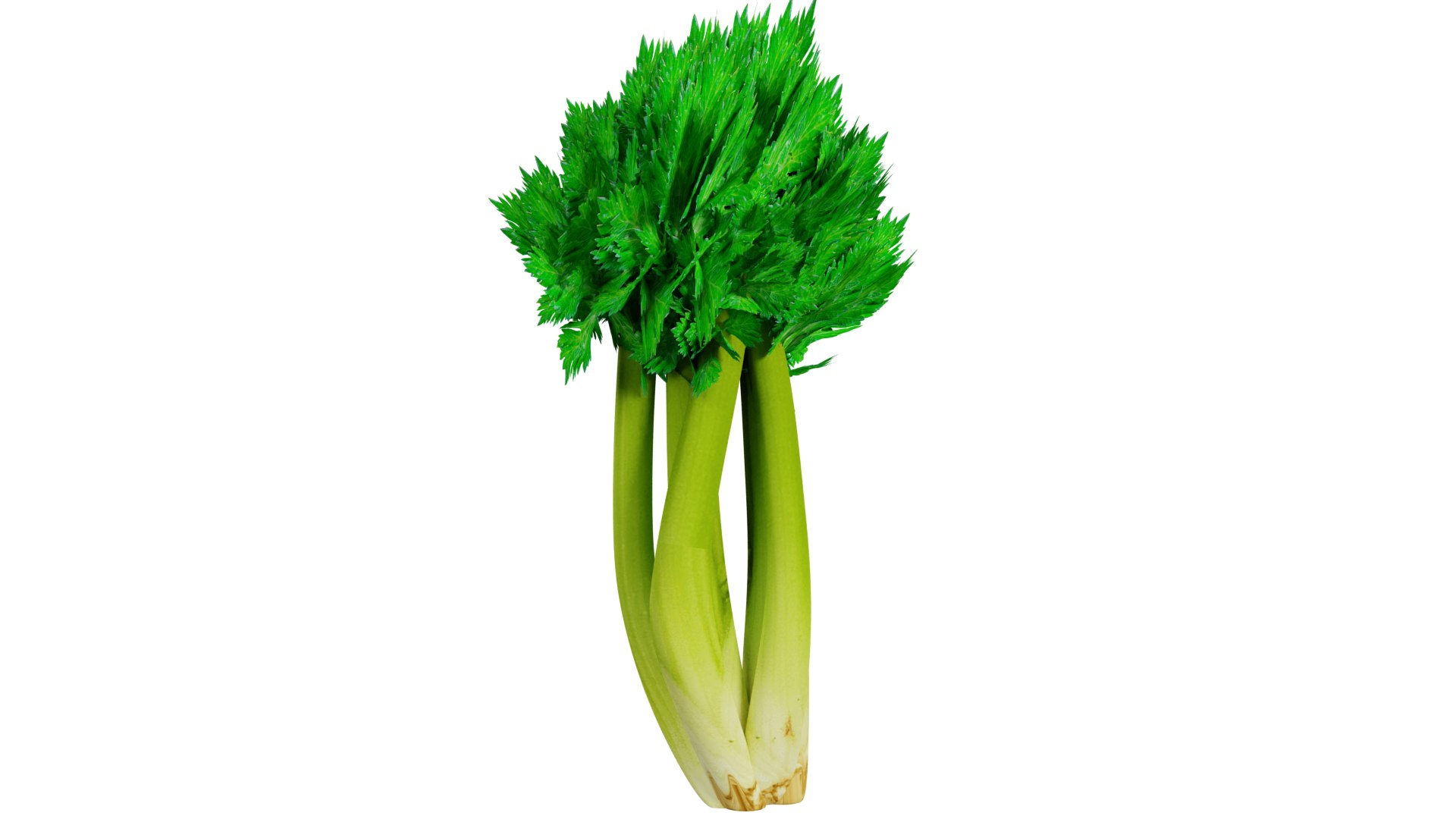 3D Celery https://p.turbosquid.com/ts-thumb/Fw/Ei7unm/HI/z06/png/1716211348/1920x1080/fit_q87/d2c362680aa8f0c632e22df06b28ea47c3e5e773/z06.jpg