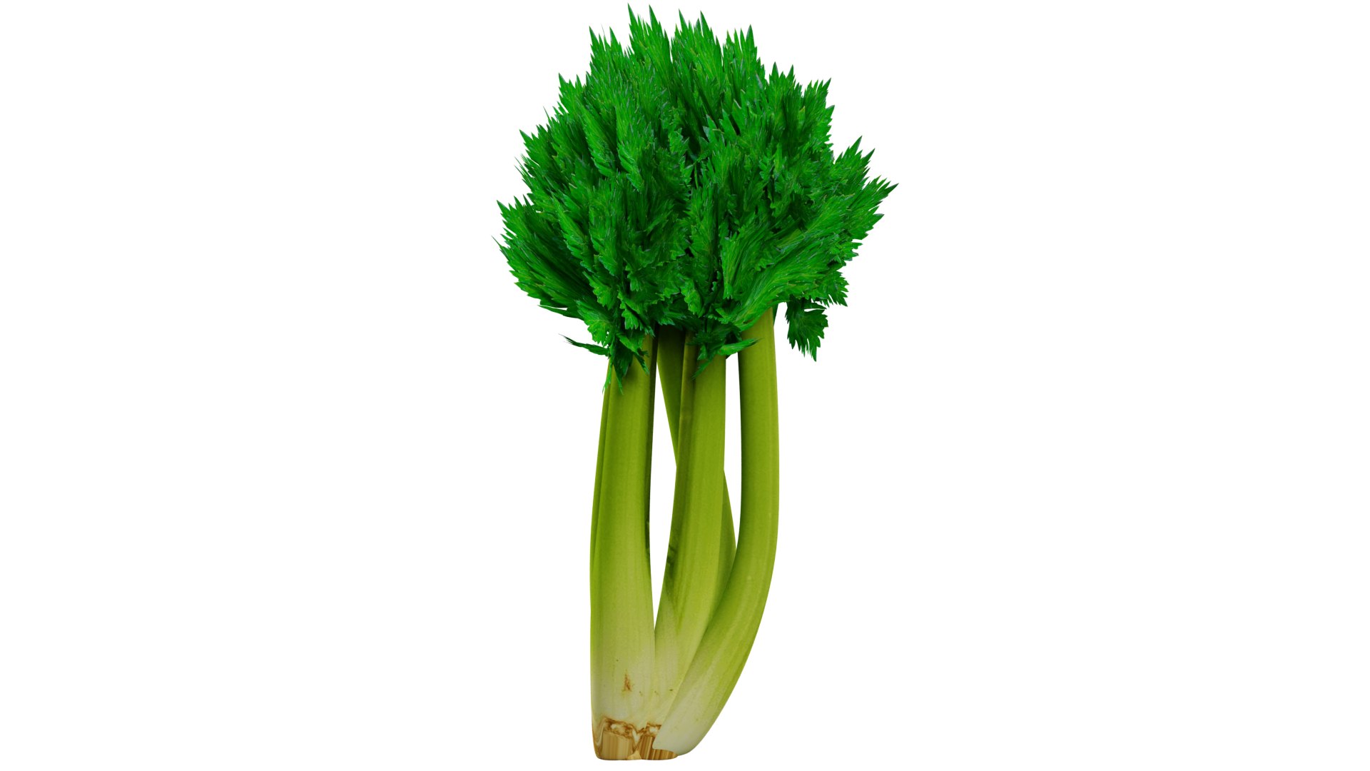 3D Celery https://p.turbosquid.com/ts-thumb/Fw/Ei7unm/KG/z02/png/1716211346/1920x1080/fit_q87/ed94538f28be81cdcce38af654b5a64e293c79c9/z02.jpg