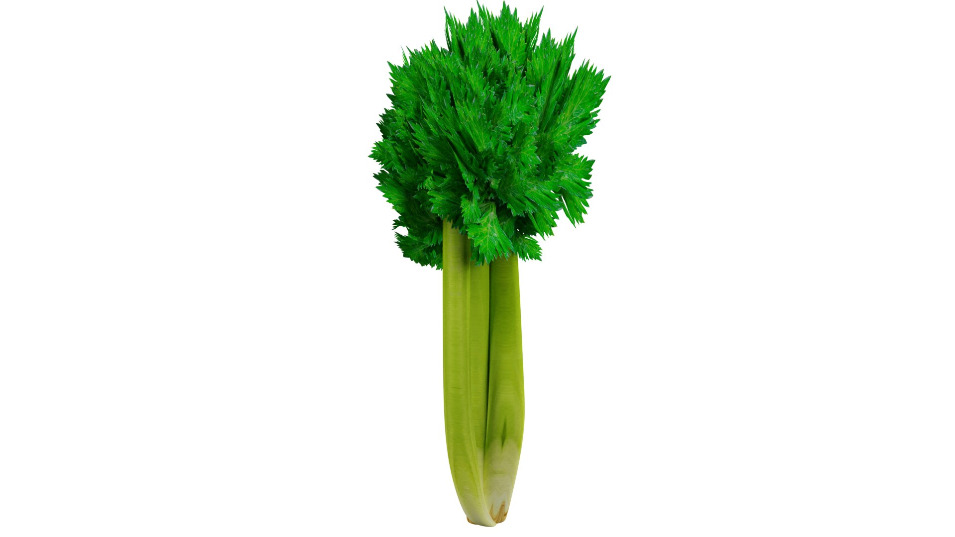 3D Celery https://p.turbosquid.com/ts-thumb/Fw/Ei7unm/wS/z04/png/1716211346/1920x1080/fit_q87/c2858a219fd235318b88a87819cf2f60fea4908e/z04.jpg