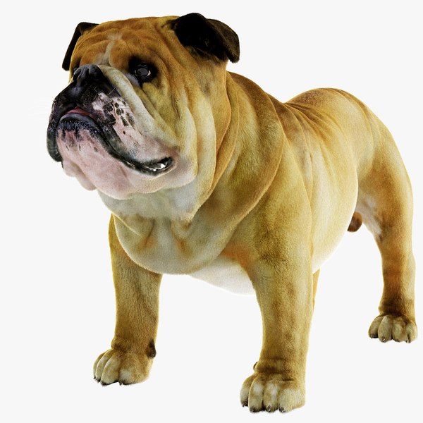 dog bulldog 3D model