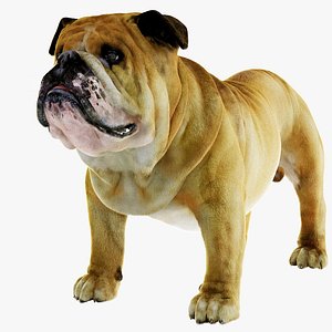 Bulldog