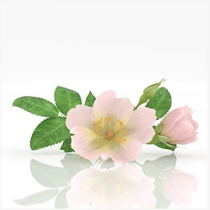 3D Rosehip pink flowers aroma herb