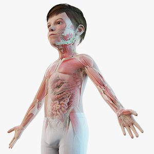 3D Full Kid Boy Anatomy Blender Static