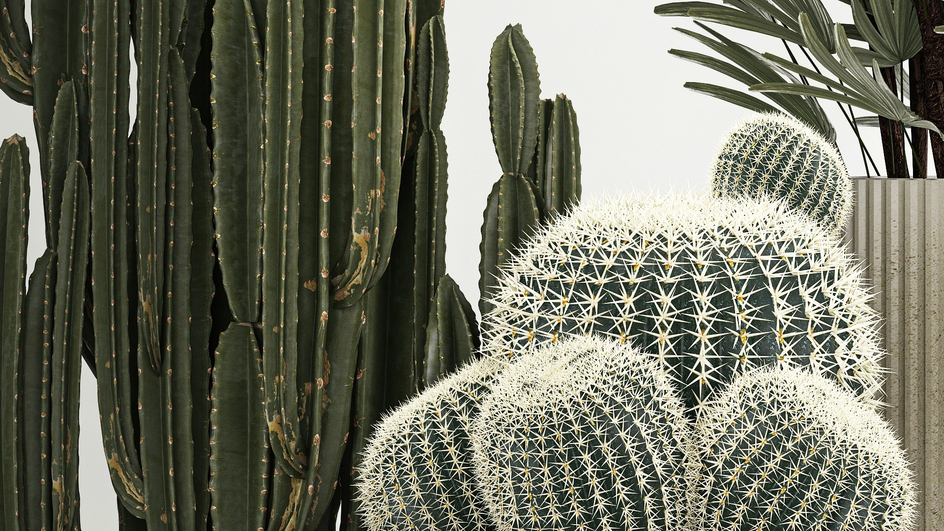 3D Barrel cactus Cereus cactus set in flowerpots 1228 model https://p.turbosquid.com/ts-thumb/Fw/WgByds/1P/1plants1403202306/jpg/1678972688/1920x1080/fit_q87/44a23270e1b0e4551325aad5737f677a269875ed/1plants1403202306.jpg