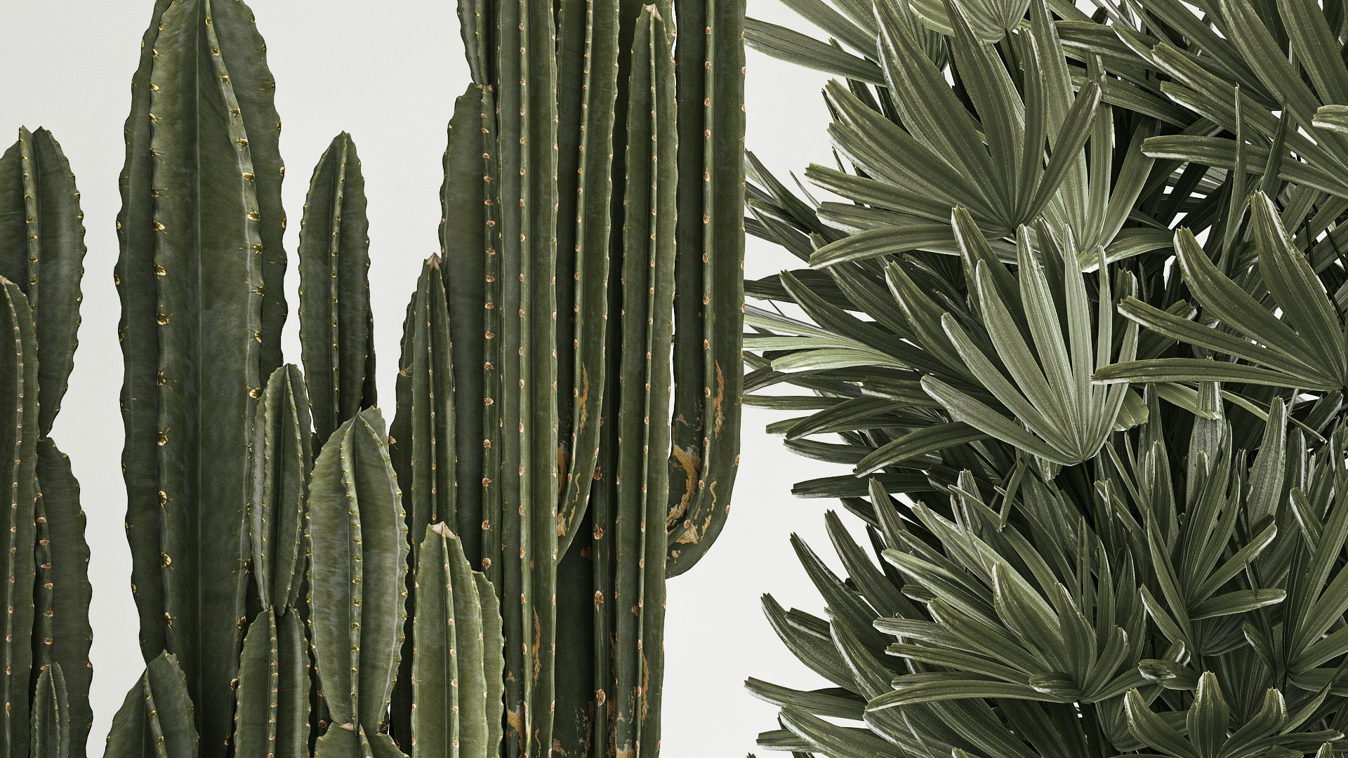 3D Barrel cactus Cereus cactus set in flowerpots 1228 model https://p.turbosquid.com/ts-thumb/Fw/WgByds/7H/1plants1403202308/jpg/1678972689/1920x1080/fit_q87/4f183e0a81acce226076deeaa3b4738e00b876c3/1plants1403202308.jpg