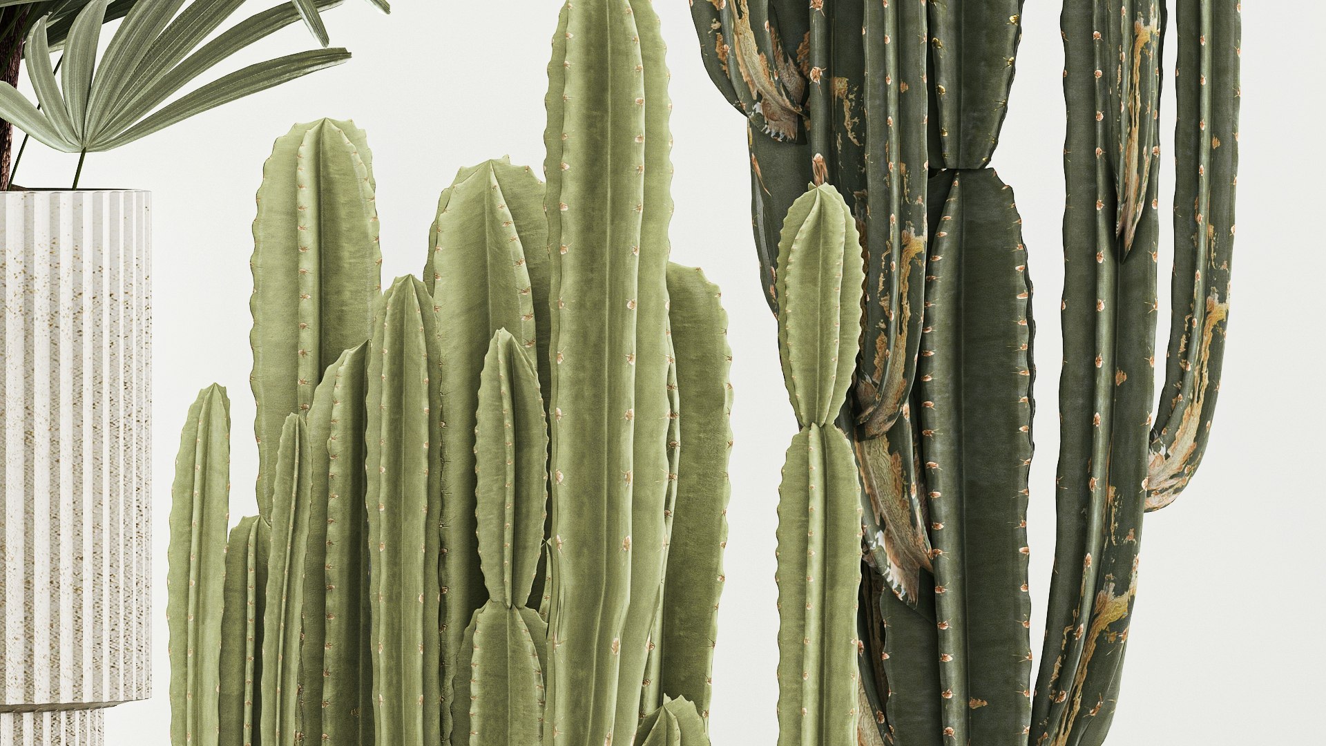 3D Barrel cactus Cereus cactus set in flowerpots 1228 model https://p.turbosquid.com/ts-thumb/Fw/WgByds/LX/1plants1403202307/jpg/1678972688/1920x1080/fit_q87/3fede19660db09ec3157bfd7e266bcff1b8892aa/1plants1403202307.jpg