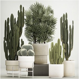 3D Barrel cactus Cereus cactus set in flowerpots 1228 model