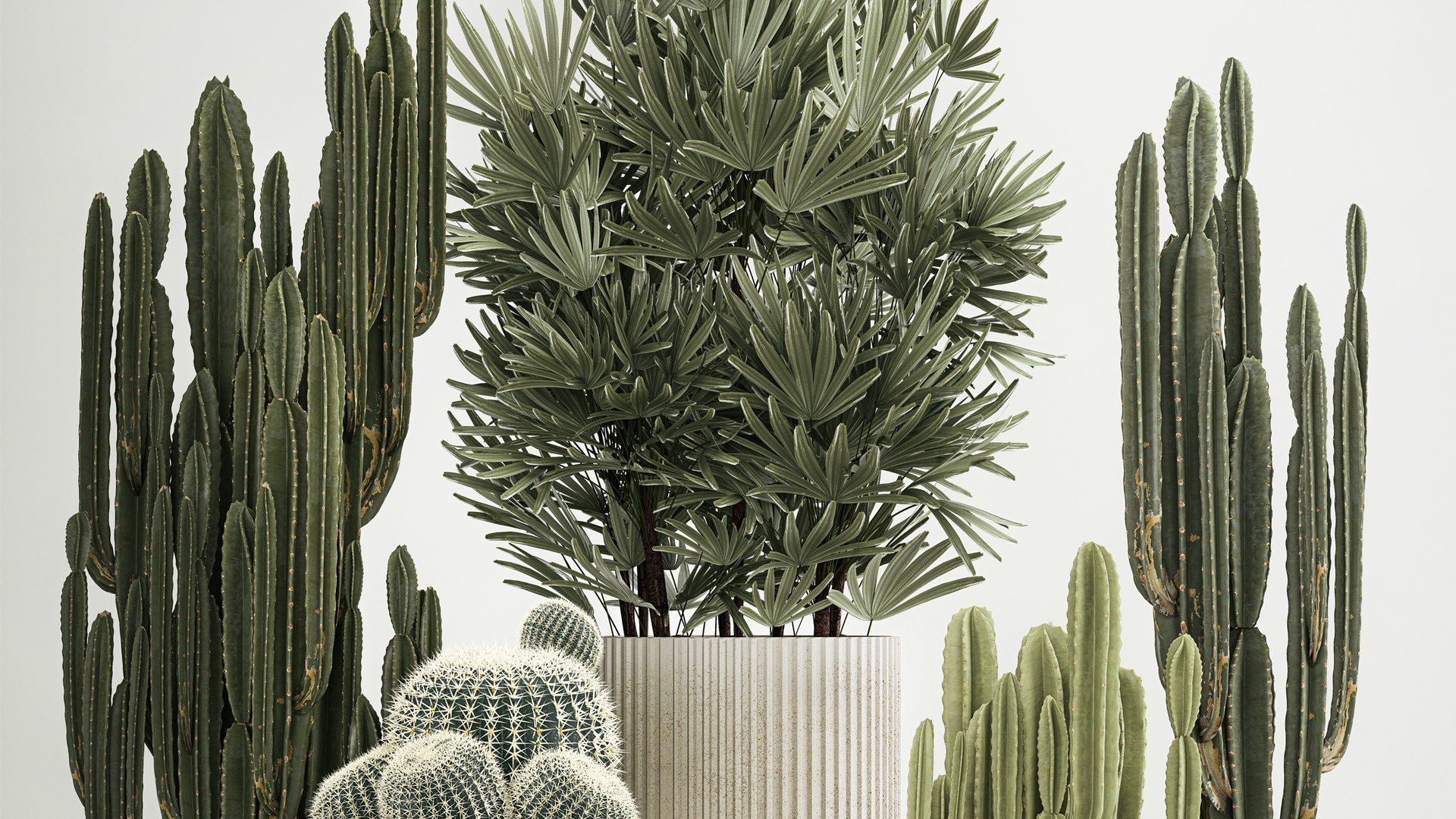 3D Barrel cactus Cereus cactus set in flowerpots 1228 model https://p.turbosquid.com/ts-thumb/Fw/WgByds/Yh/1plants1403202303/jpg/1678972684/1920x1080/fit_q87/d10e1cf863b706e3fd7a104e7469e94c48d3295a/1plants1403202303.jpg