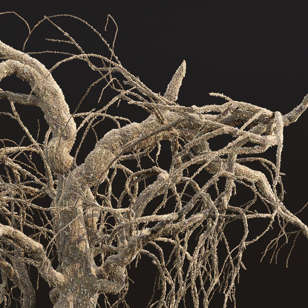 Dead weeping tree vol 188 3D https://p.turbosquid.com/ts-thumb/Fw/XLsmxd/Bu/4/jpg/1677059815/1920x1080/fit_q87/0d7bd361f84d2ba0b8e25778857511a35709493d/4.jpg