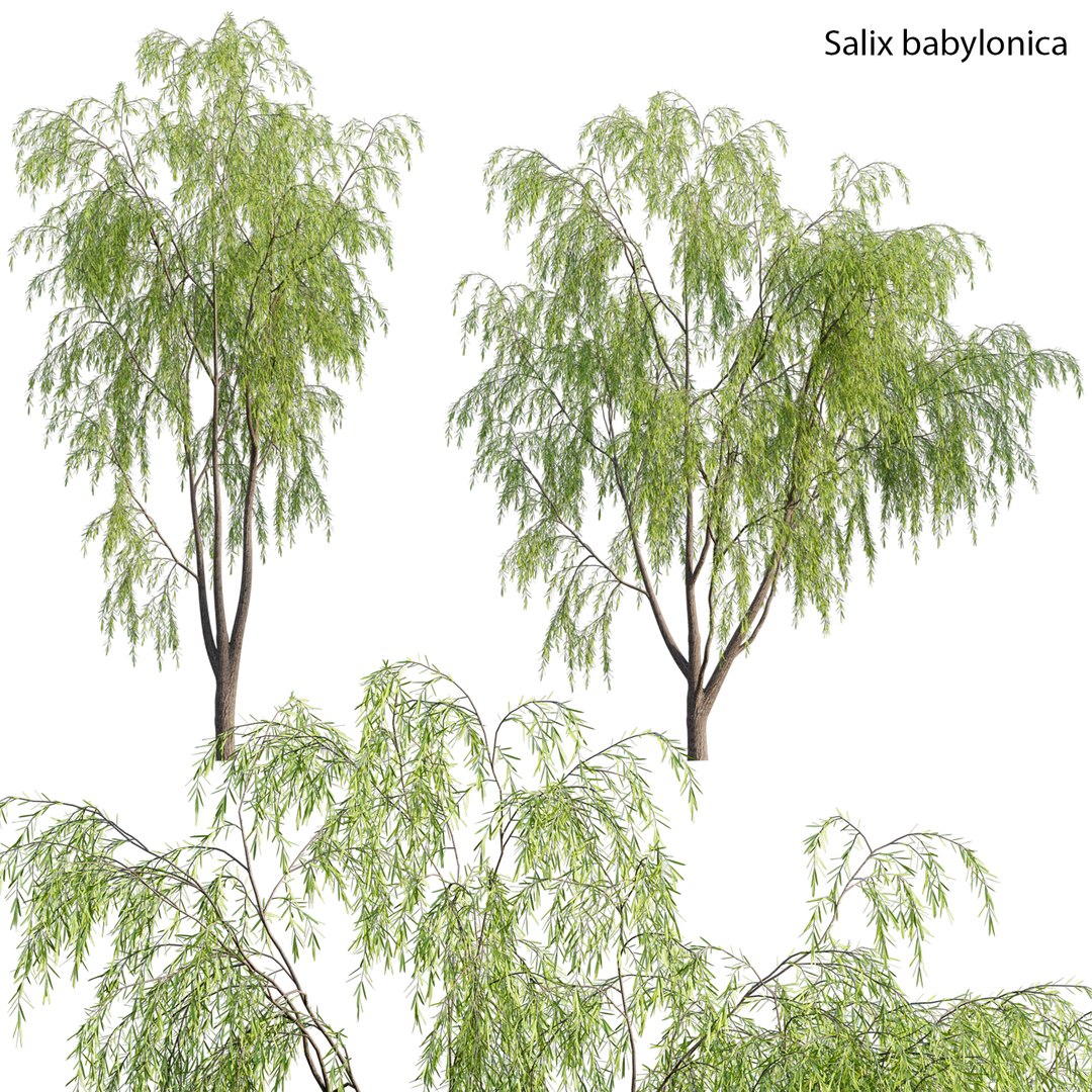 3D Salix babylonica - Weeping Willow model - TurboSquid 1763864