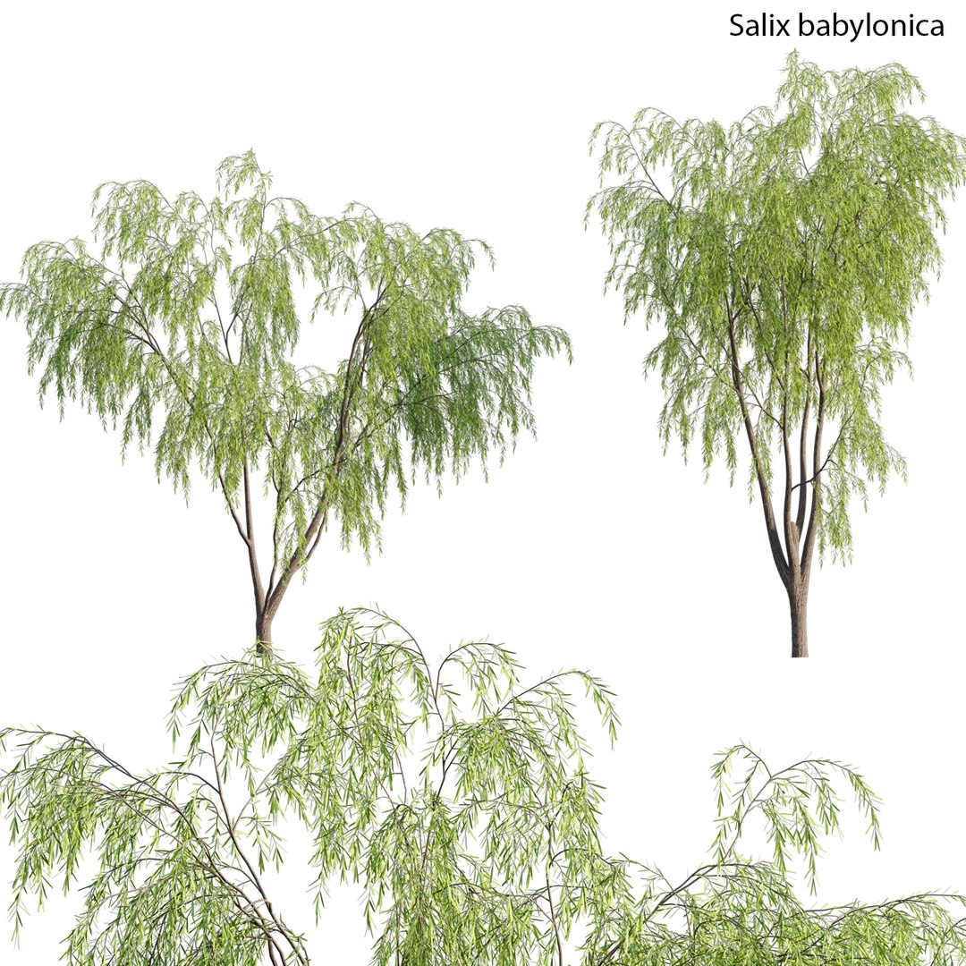 3D Salix babylonica - Weeping Willow model - TurboSquid 1763864