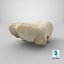 Real Domestic Calf Bos Primigenius Taurus Occipital Bone 01