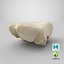 Real Domestic Calf Bos Primigenius Taurus Occipital Bone 01