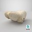 Real Domestic Calf Bos Primigenius Taurus Occipital Bone 01