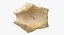 Real Domestic Calf Bos Primigenius Taurus Occipital Bone 01