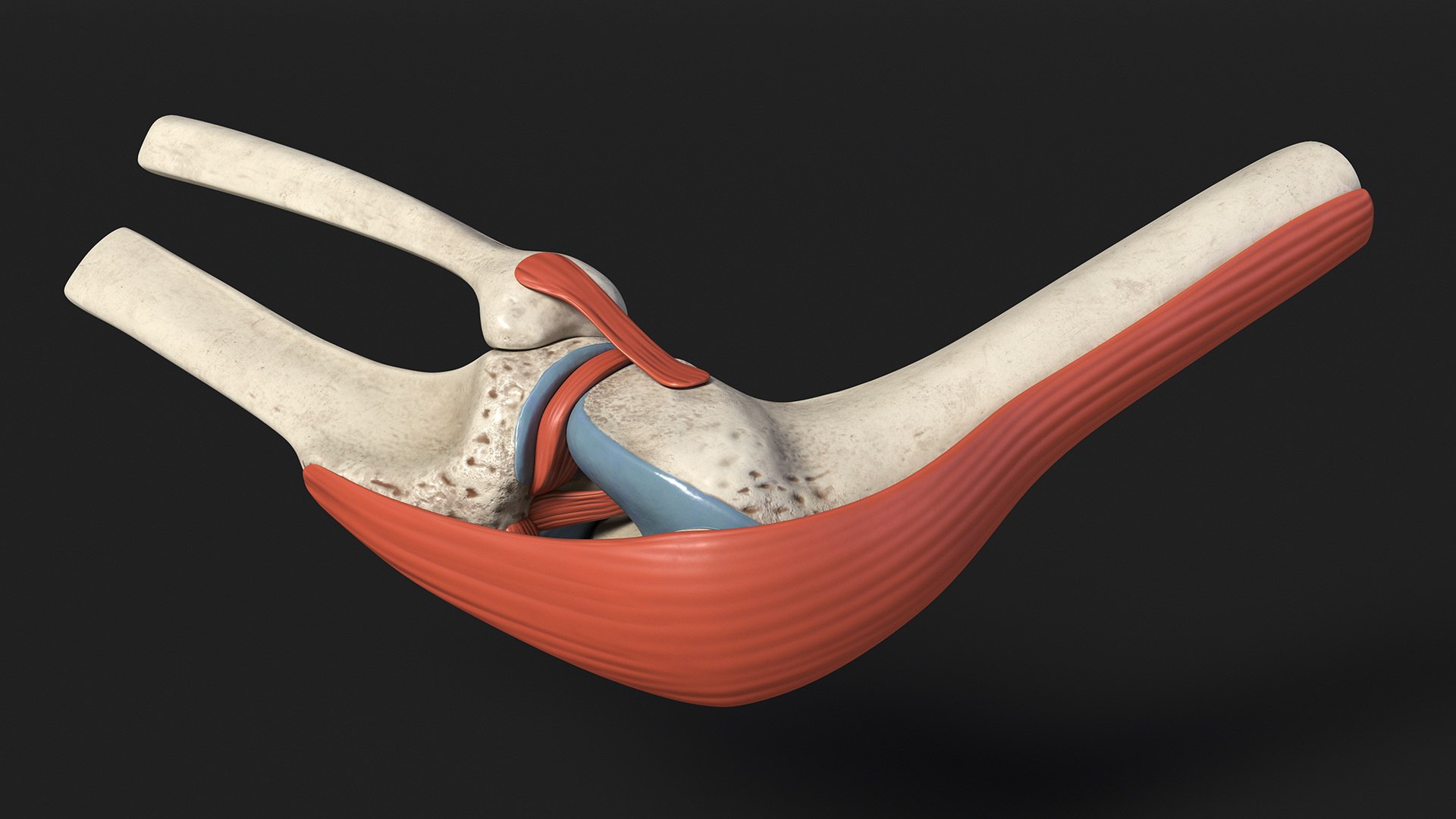 Knee Joint Model Rigged for Cinema 4D 3D model https://p.turbosquid.com/ts-thumb/Fw/mn6g8y/KQ/knee_joint_model_rigged_010/jpg/1720768676/1920x1080/fit_q87/f2ac950f080035b6ce891b939de6a670d03300f6/knee_joint_model_rigged_010.jpg