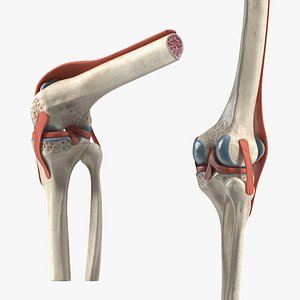 Knee Joint Model Rigged for Cinema 4D 3D model