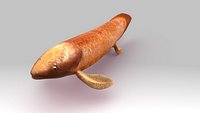 Neoceratodus forsteri