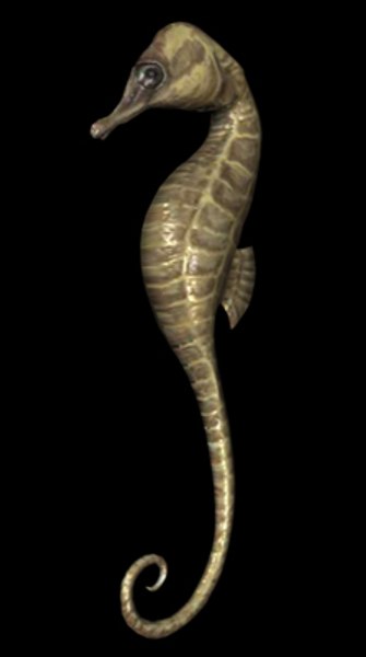 3D модель Seahorse - TurboSquid 244903