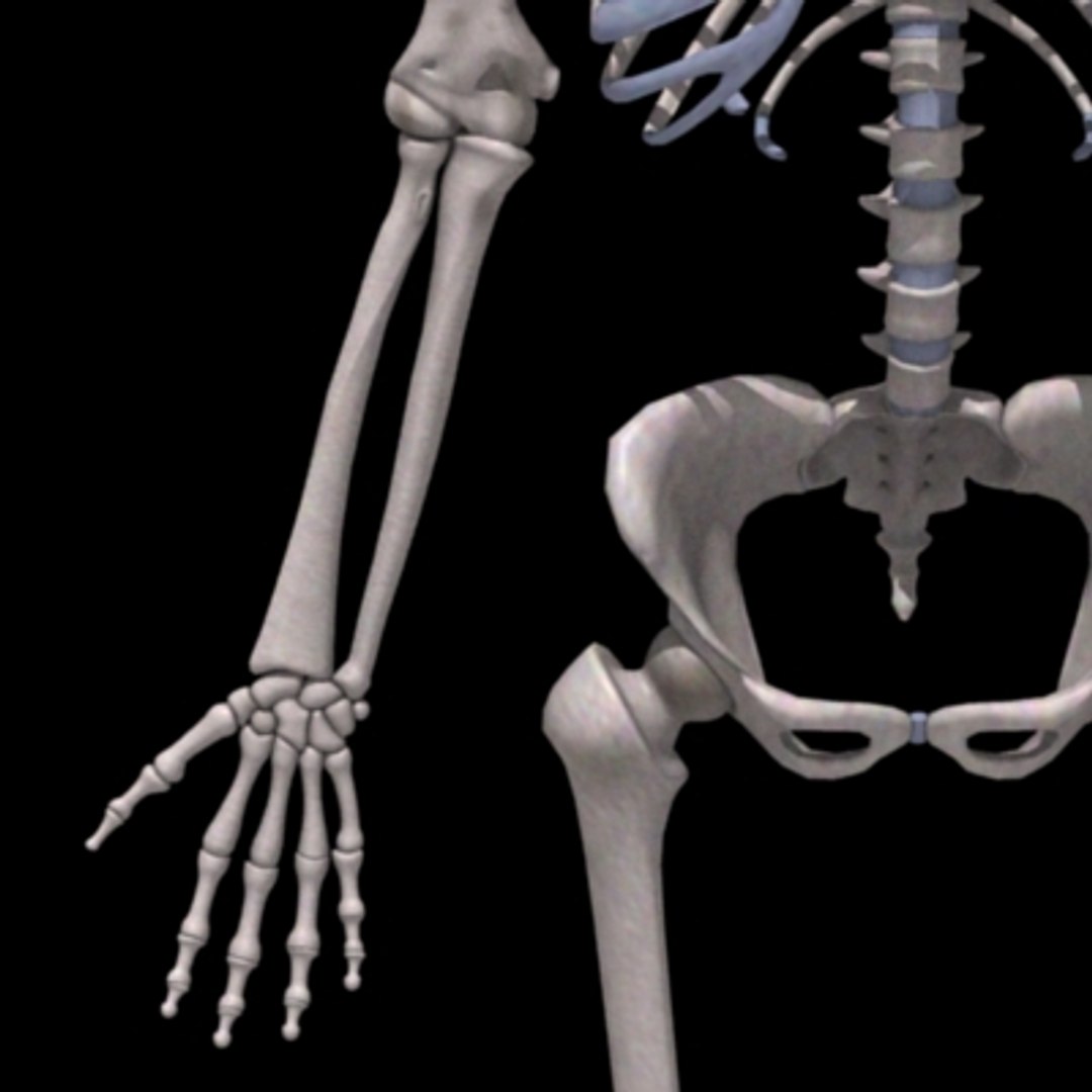 skeleton transformation 3d max