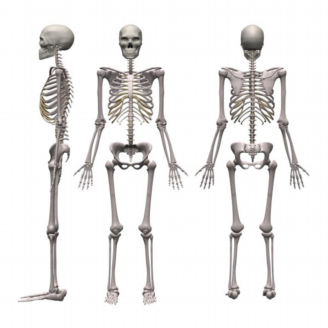 skeleton transformation 3d max
