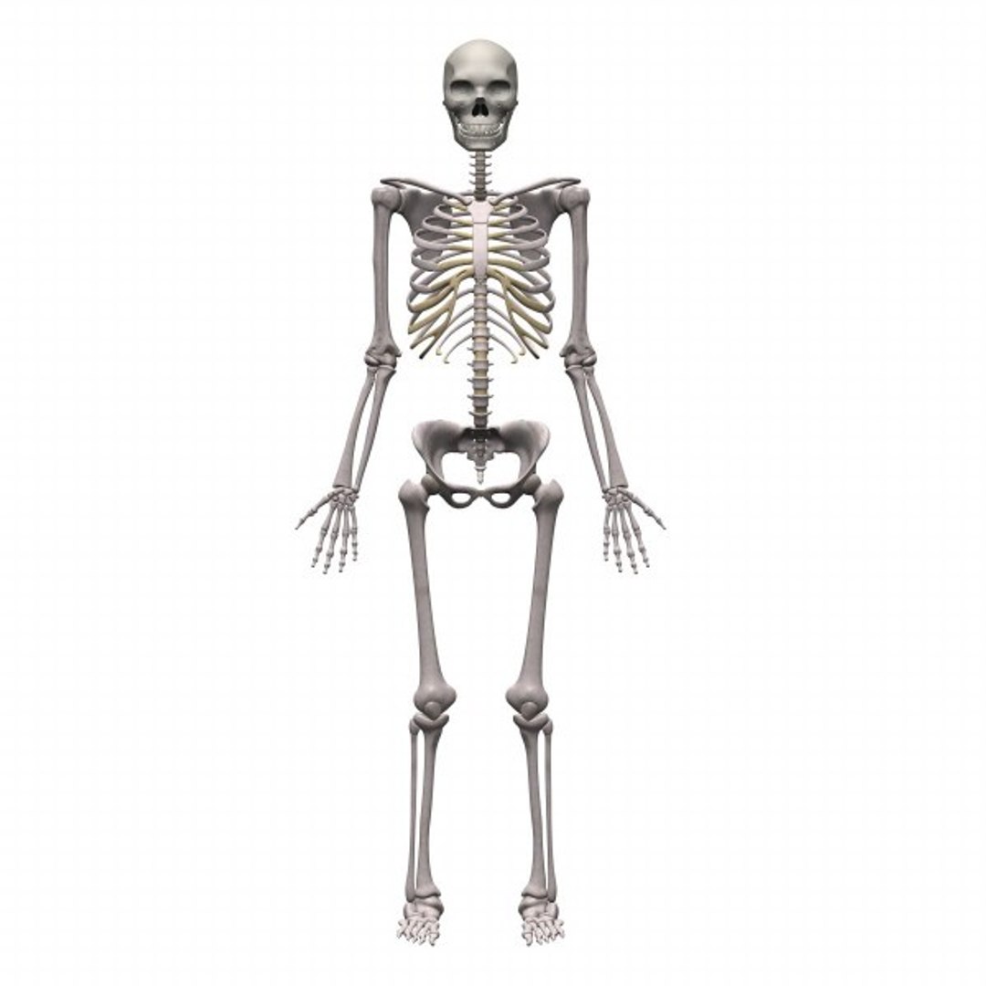 skeleton transformation 3d max