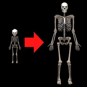 skeleton transformation 3d max