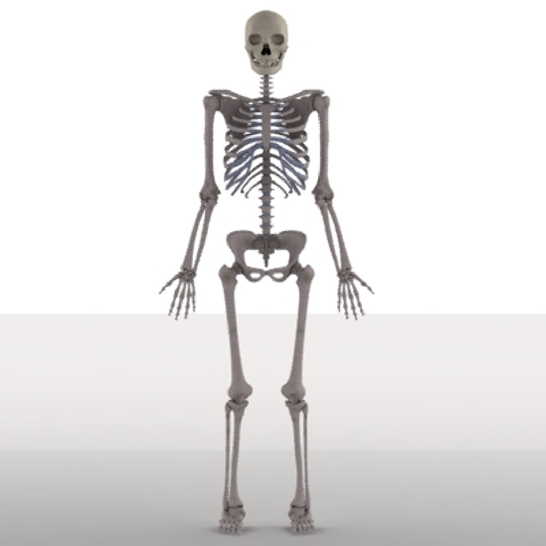 skeleton transformation 3d max