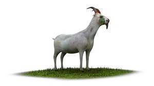 goat animal domestic farmer cub mammal lamb sheep 3D model