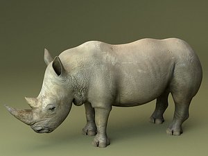 3d rhinoceros