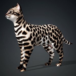 3D Leopard Cat-A2