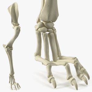 Anatomical Skeleton Right Forelimb of Dog