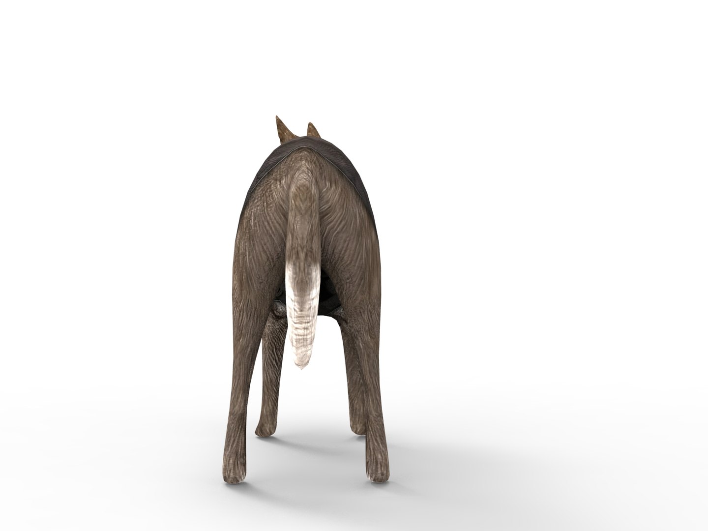police german shepherd dog rigged 3D model https://p.turbosquid.com/ts-thumb/Fx/pmyPwr/S7CwguLp/rigggg.465/jpg/1503735026/1920x1080/fit_q87/ac2a2074a69e5025dc33747ee48fa34919657657/rigggg.465.jpg