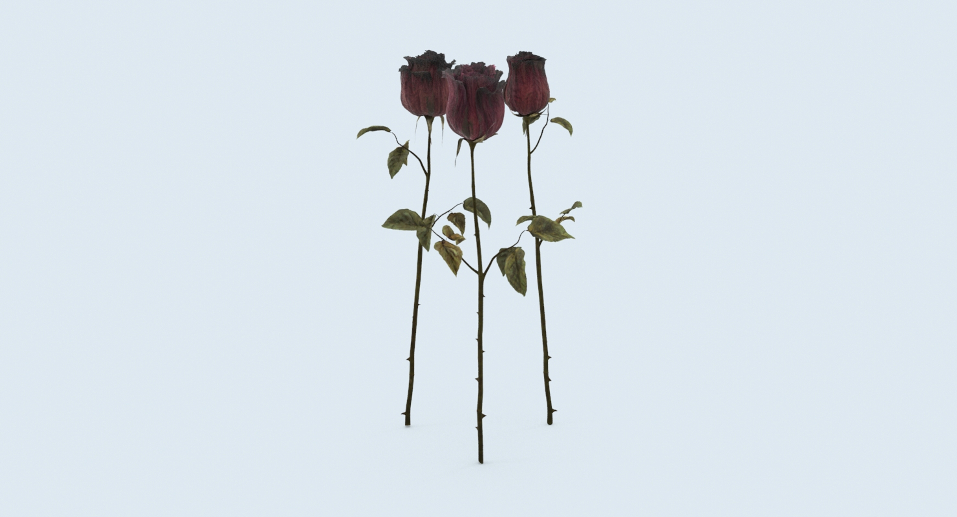 dead roses group max