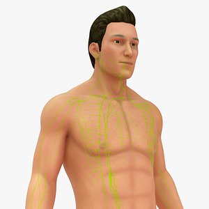 Natural body with Lymph nodes 3D model