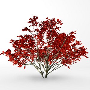 Autumn kousa dogwood