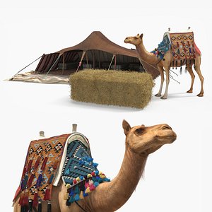 Traditional Bedouin Tent with Camel Fur