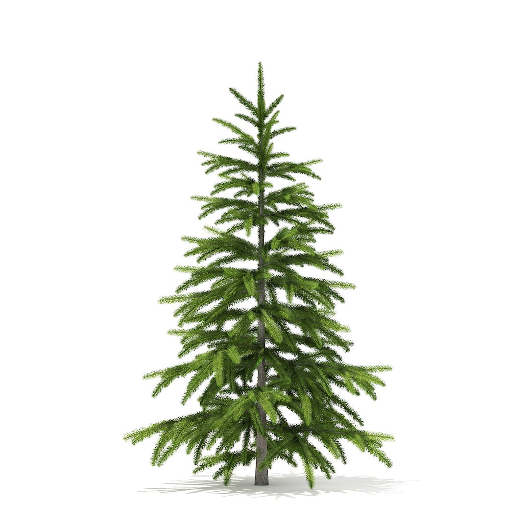 3D fir tree 1 2m model https://p.turbosquid.com/ts-thumb/Fy/6TOXL9/8WJUfb3q/cgaxis_models_98_1700/jpg/1522868240/1920x1080/fit_q87/30e51644bda928c6de8d25b626f18ab3e9fd7070/cgaxis_models_98_1700.jpg