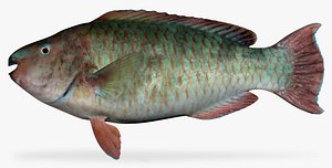 rainbow parrotfish 3d x