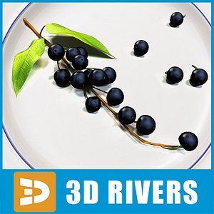 3d model of bird cherry berries