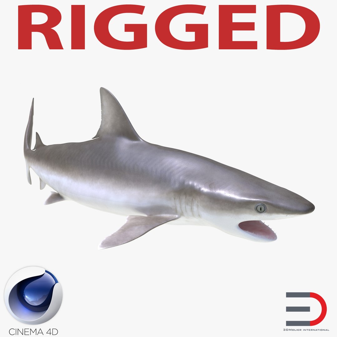 Blacknose Shark Rigged for Cinema 4D 3D model preview