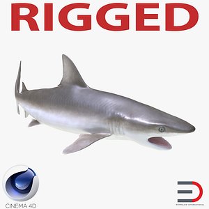 3d blacknose shark rigged