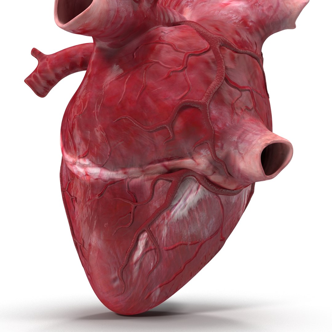 Human Heart C4d