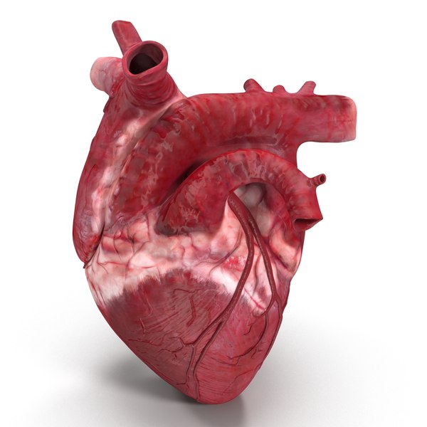 human heart c4d