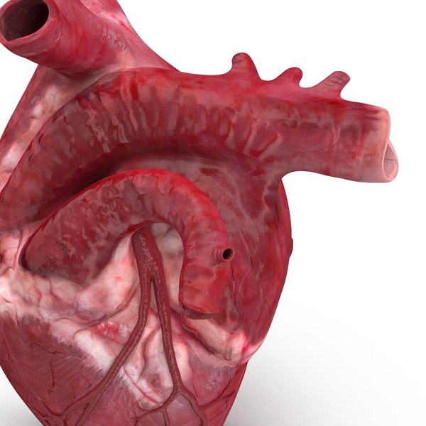  human heart c4d