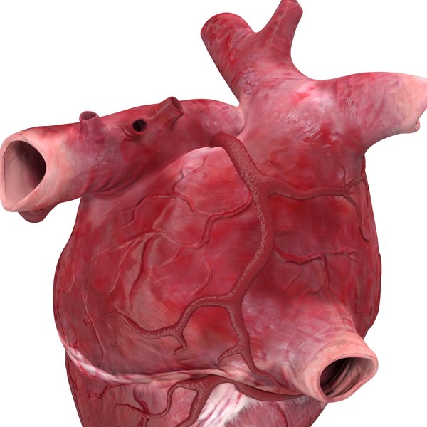 human heart c4d