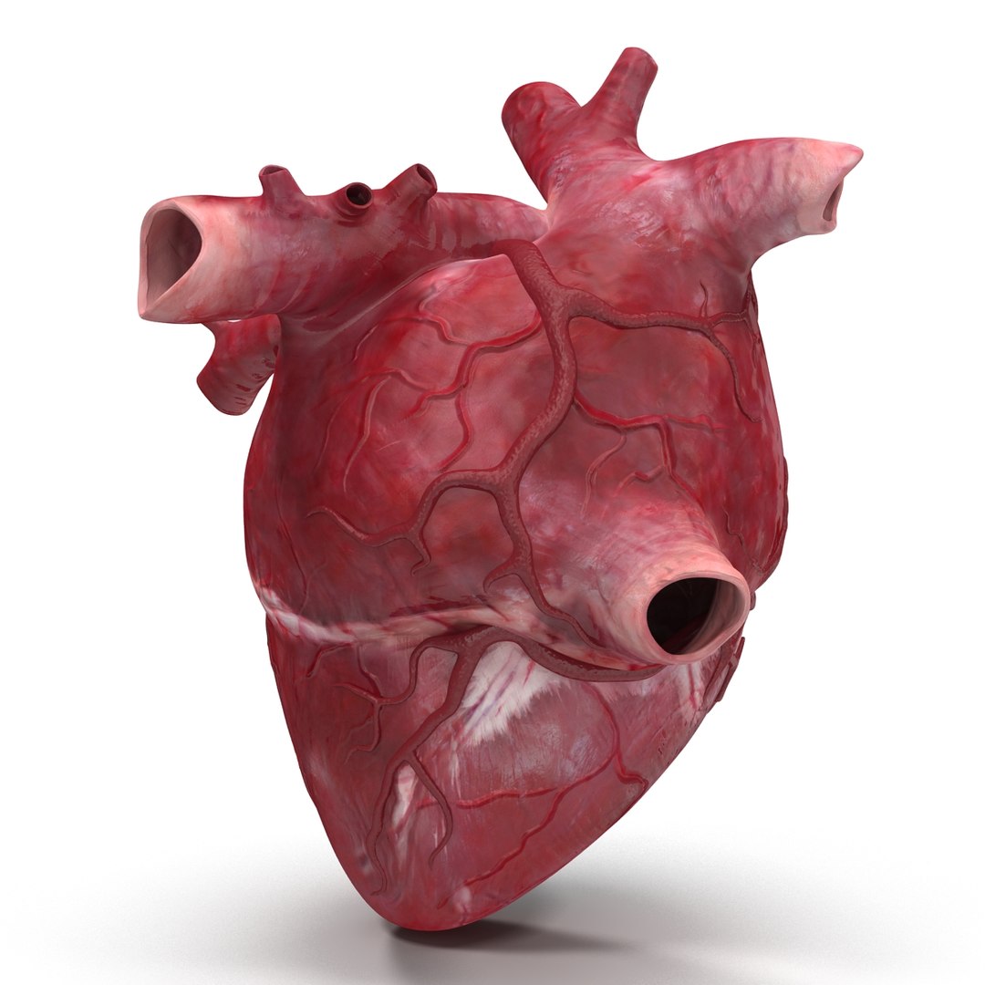 Human Heart C4d