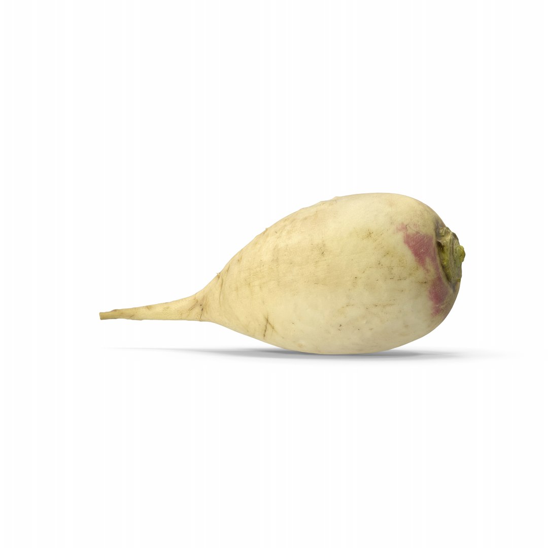 White Radish 3D model https://p.turbosquid.com/ts-thumb/Fy/edlzN2/CP/whiteradish.i02.2k/png/1746342979/1920x1080/fit_q87/c13673a5f6d9bc2f0b2e62ee20cb439797fd2f13/whiteradish.i02.2k.jpg