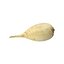 White Radish